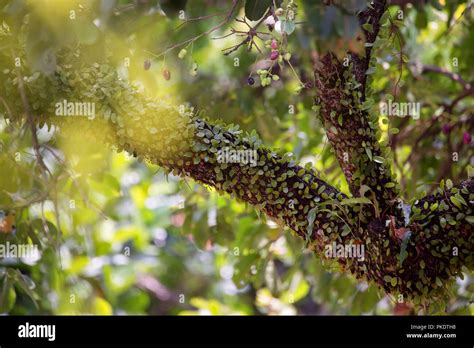 duhat tree photos.